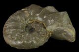 Triassic Ammonite (Ceratites Praenodosus) - Germany #131914-1
